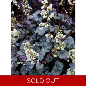 Heuchera 'Flores Snow'